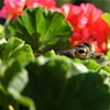 Frog eye