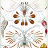 Nymph