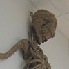 Knotty Boy