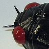 Cicada