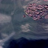 Lilypads