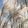 Grass