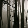 Mist in the trees