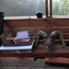big horn