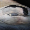 whale