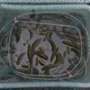 eels