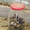 oaxaca natural dyes