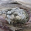 whale