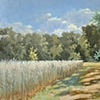 Rye Field