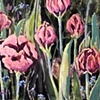 Tulips- SOLD
