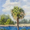Cabbage Palm- SOLD