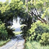 Kanapaha Prairie Trees