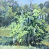 Bald Cypress- SOLD