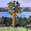 Cabbage Palm- SOLD