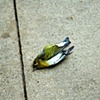 fallen