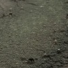 Machete detail