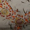 Cleo detail