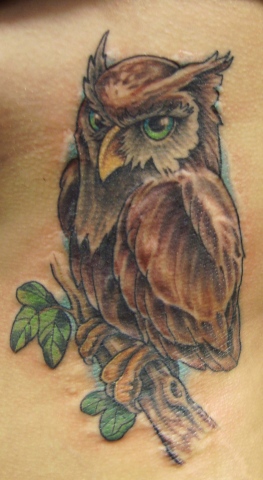 owl