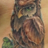 owl