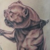 Pitbull