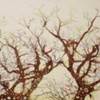 Organicitree 2