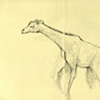 Zoo Sketches II