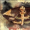 Imperial Moth
