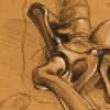 Pelvis Study
