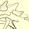 Roof Lizard