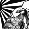 Laughing Gull