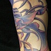 jellyfish