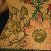 desert flowers
