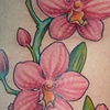orchids