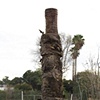 reconstructed palm tree