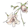 Taupe Roses