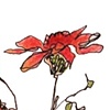 Red Daisies