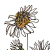 White Daisies