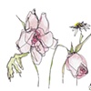 Pink Roses