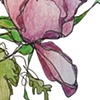 One Purple Rose