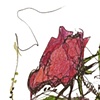 Squiggle Purple Rose