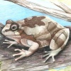 Tree Frog
