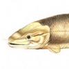 Bowfin