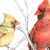 Cardinal