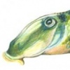 Northern Hogsucker