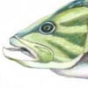 Large Mouth Bass