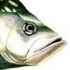 Black Crappie