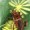 Natural Science Illustration