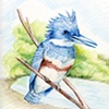 Kingfisher