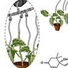 Tomato feeding test