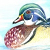 Wood Ducks
